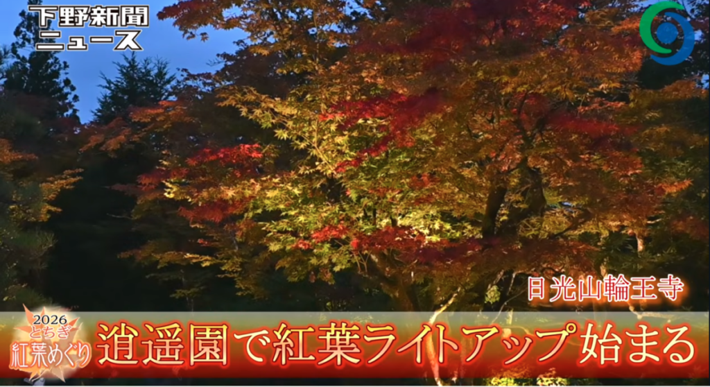 日光山輪王寺「逍遥園」でライトアップされた鮮やかな紅葉の様子（下野新聞ニュース映像より）。